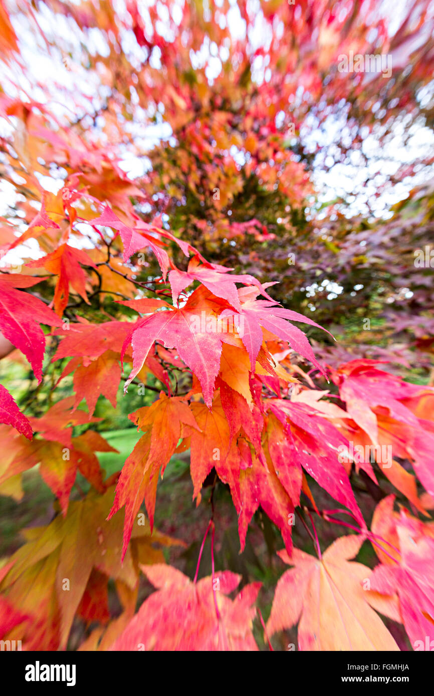 Acer feuilles à l'automne, Westonbirt Arboretum, Gloucestershire, Royaume-Uni, Enhgland Banque D'Images