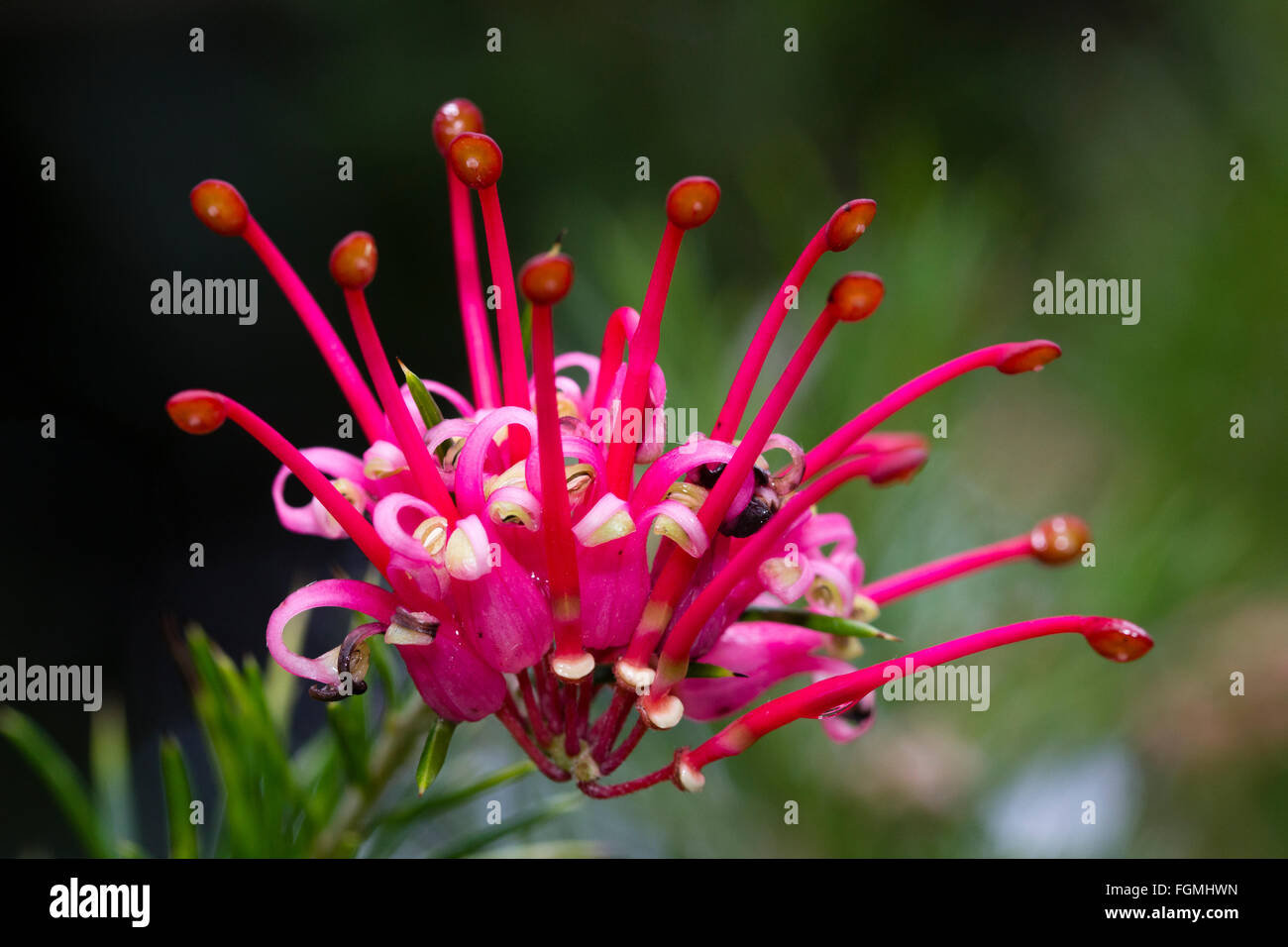 Fleurs dans l'inflorescence de la feuilles piquantes, Grevillea rosmarinifolia australiennes indigènes Banque D'Images Fleurs dans l'inflorescence de la feuilles piquantes, Grevillea rosmarinifolia australiennes indigènes Banque D'Images