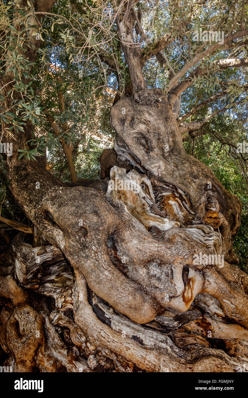 Vieil Olivier (Olea europaea) Palma Majorque Espagne Banque D'Images