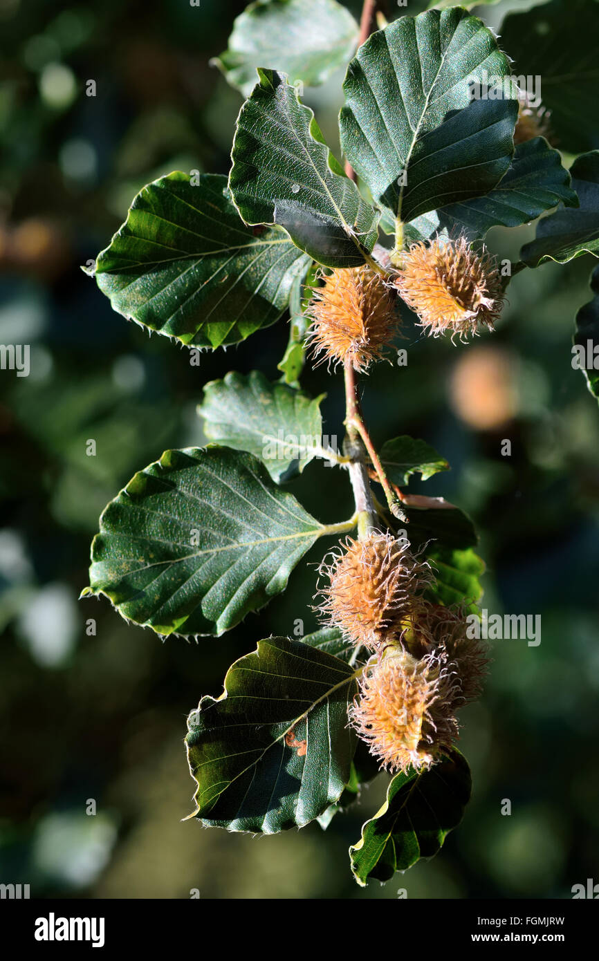 Hêtre (Fagus sylvatica) avec les écrous à branche. Hêtre à feuilles avec le mûrissement de faines, montrant le figuier de mûrissement du mât avant l'automne Banque D'Images