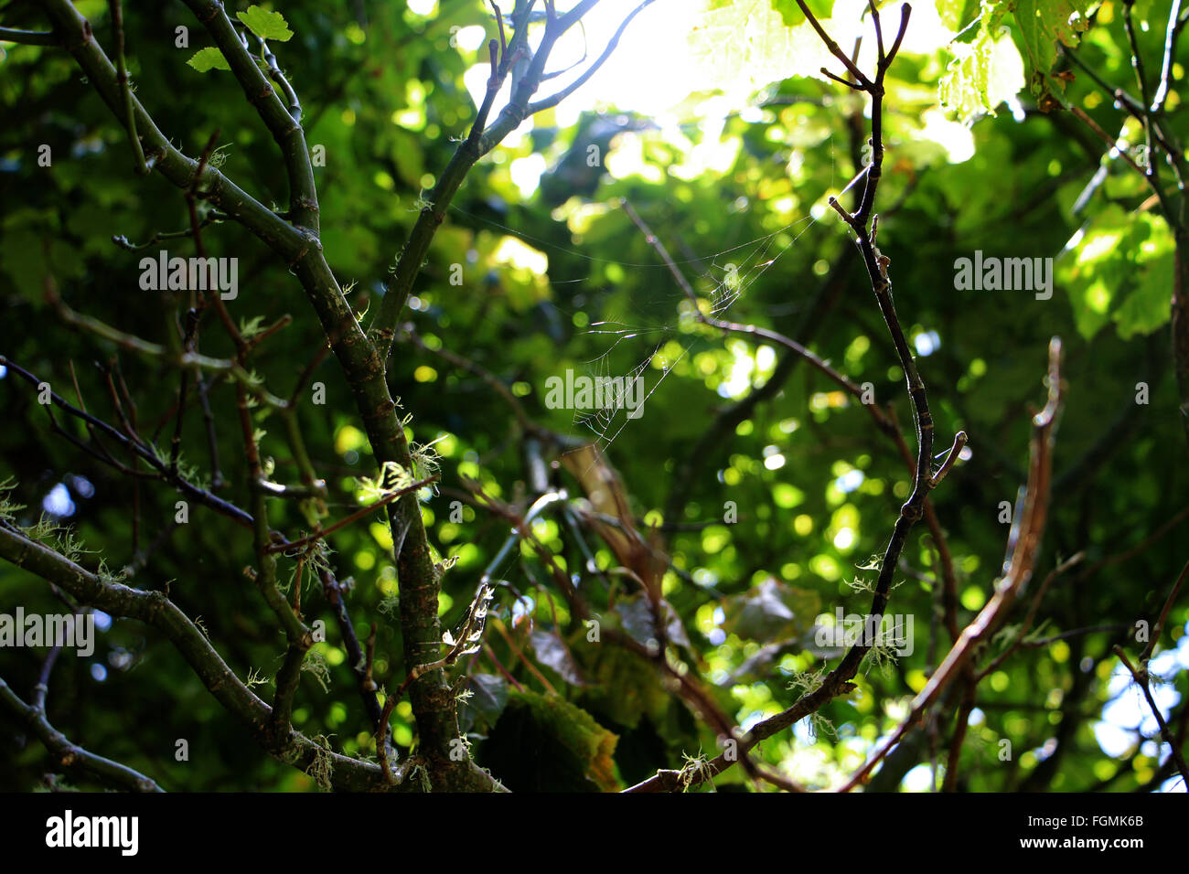 Spiders web sur arbre dans Wellington New Zealand Banque D'Images