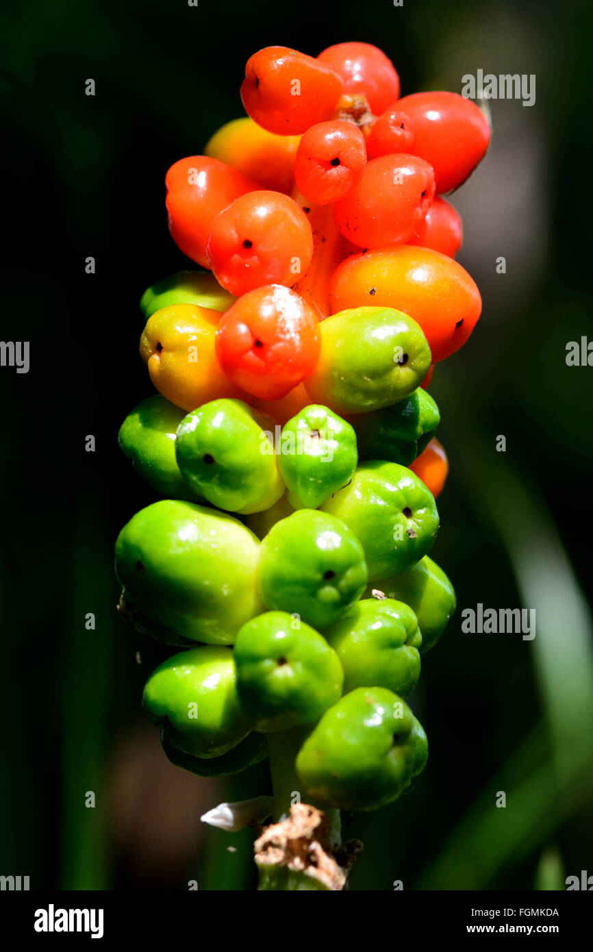 Lords-and-ladies (Arum maculatum). Petits fruits encore verts et mûrs sur cette plante commune dans la famille Araceae, passant du vert au rouge Banque D'Images