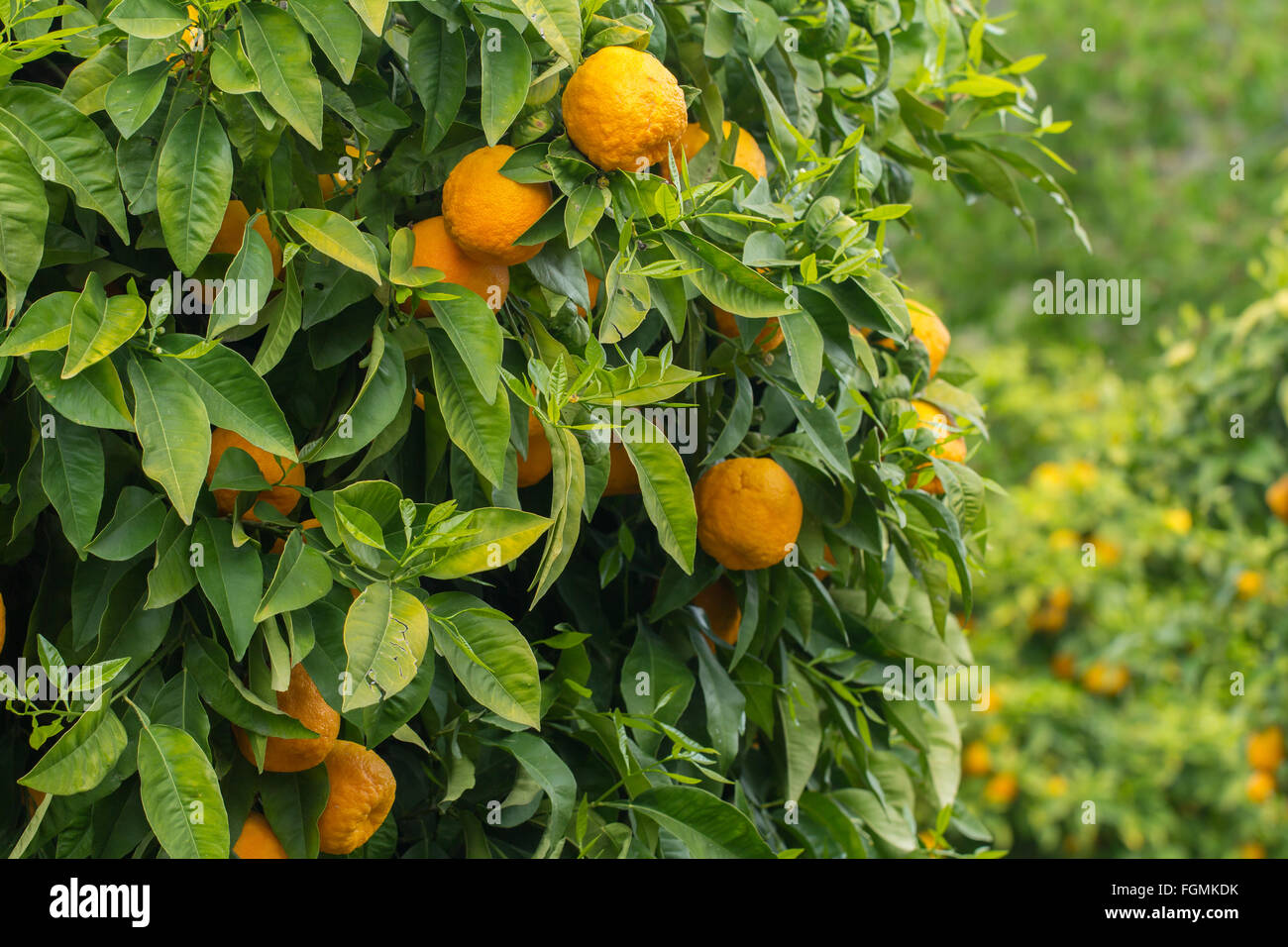 De plus en plus oranges in orchard Banque D'Images