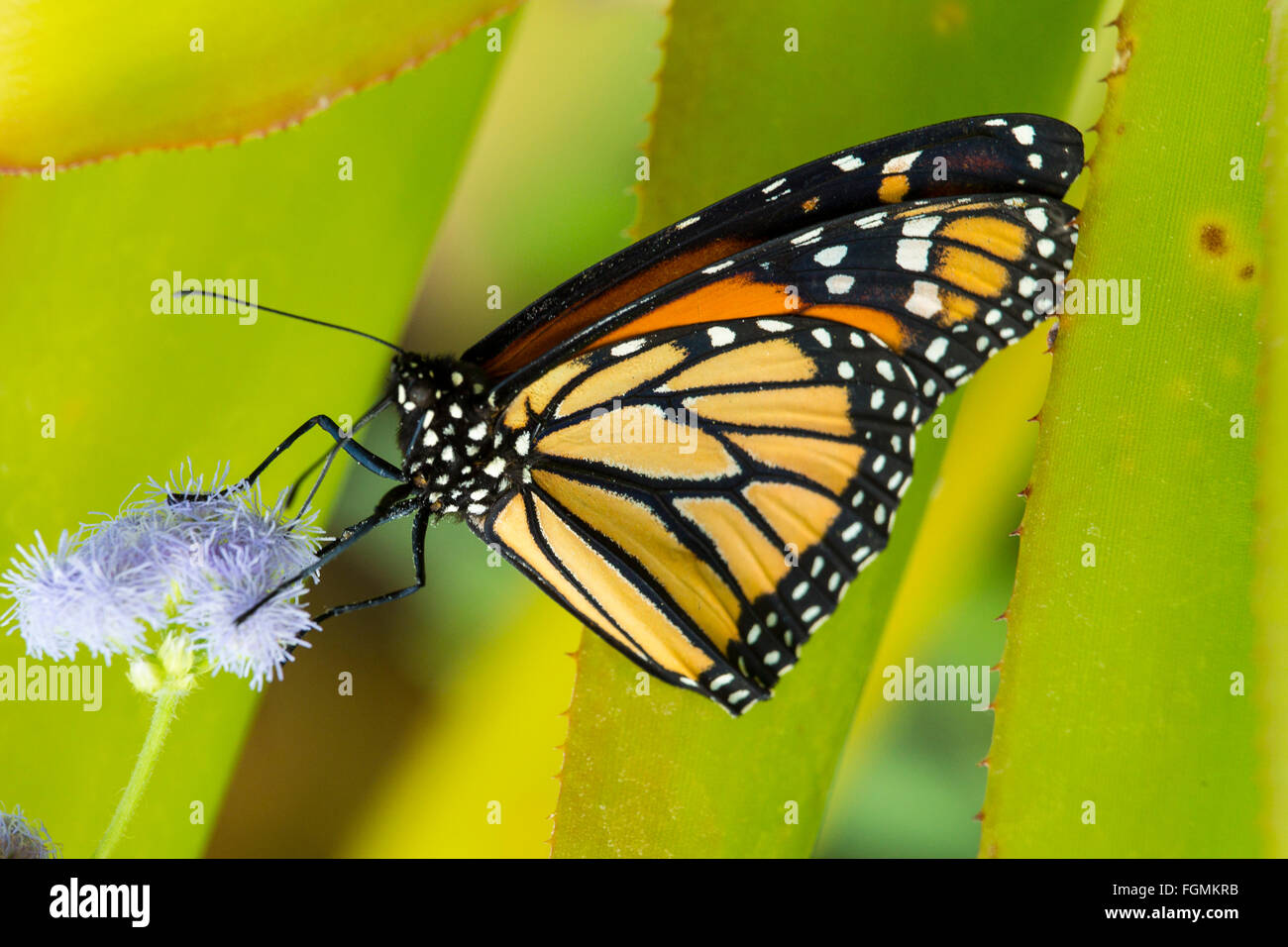 Papillon Monarque Danaus plexippus au Butterfly Estates à Fort Myers en Floride Banque D'Images