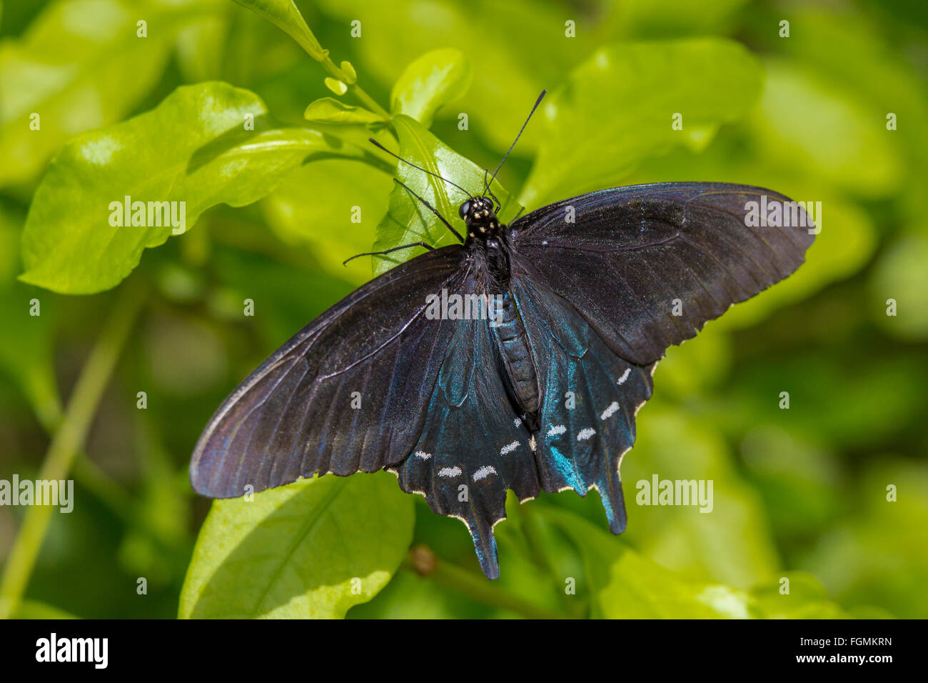 Pipevine Swallowtail butterfly battus philenor au Butterfly Estates à Fort Myers en Floride Banque D'Images