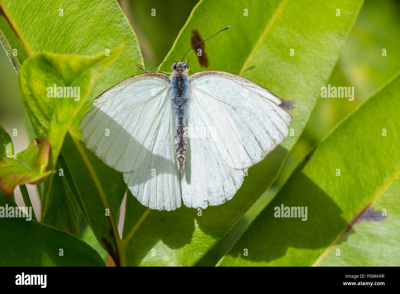 Grand Sud Ascia monuste papillon blanc au Butterfly Estates à Fort Myers en Floride Banque D'Images