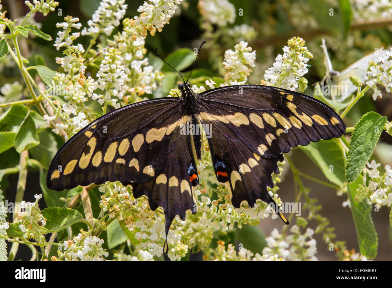 Giant Swallowtail butterfly Papilio cresphontes au Butterfly Estates à Fort Myers en Floride Banque D'Images