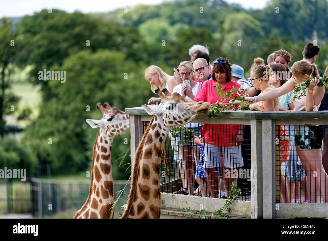 Alimentation visiteurs girafes à Longleat Safari & Adventure Park dans le Wiltshire, Royaume-Uni. Banque D'Images