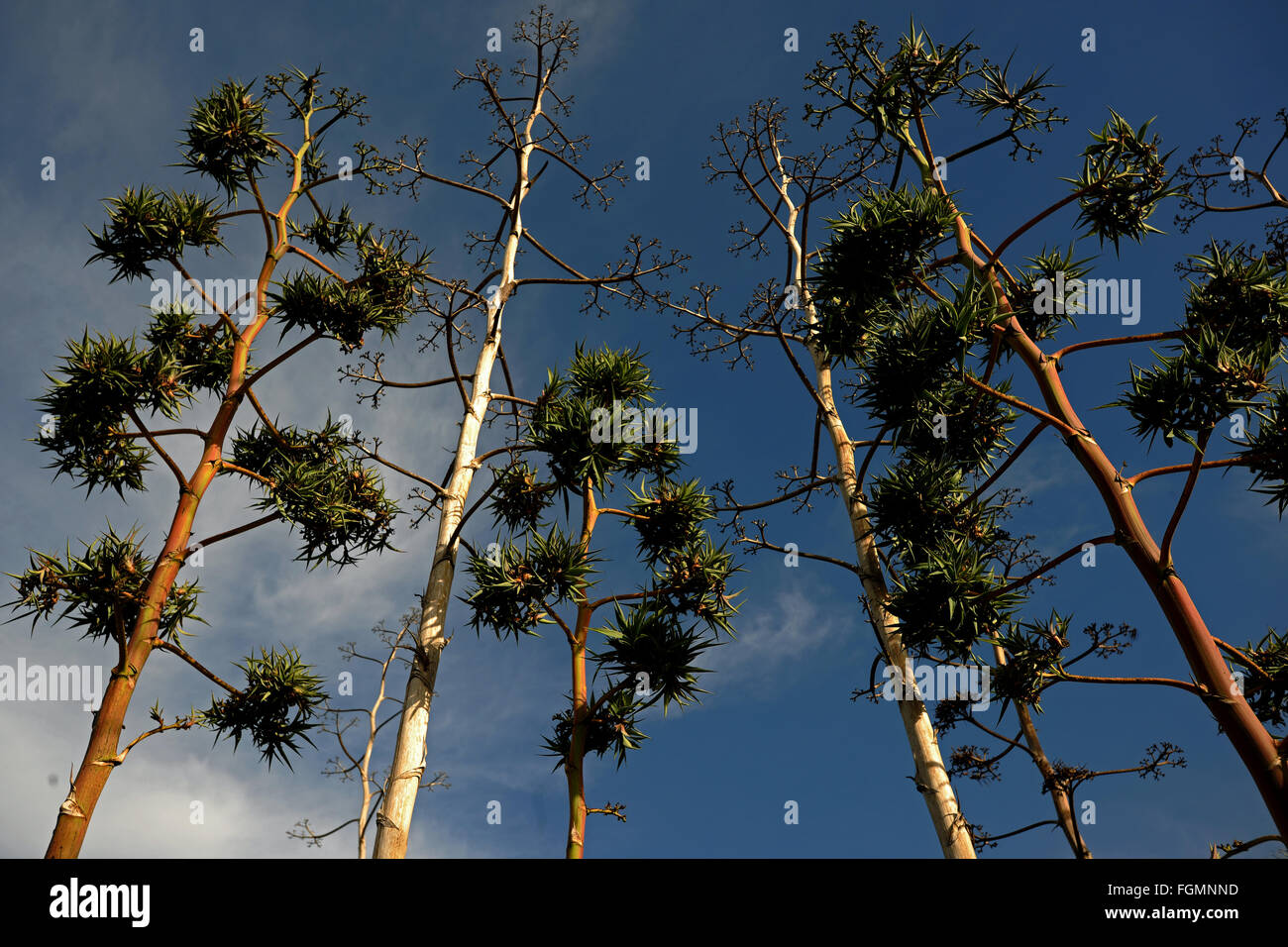 Agave hautes tiges en fleurs Banque D'Images