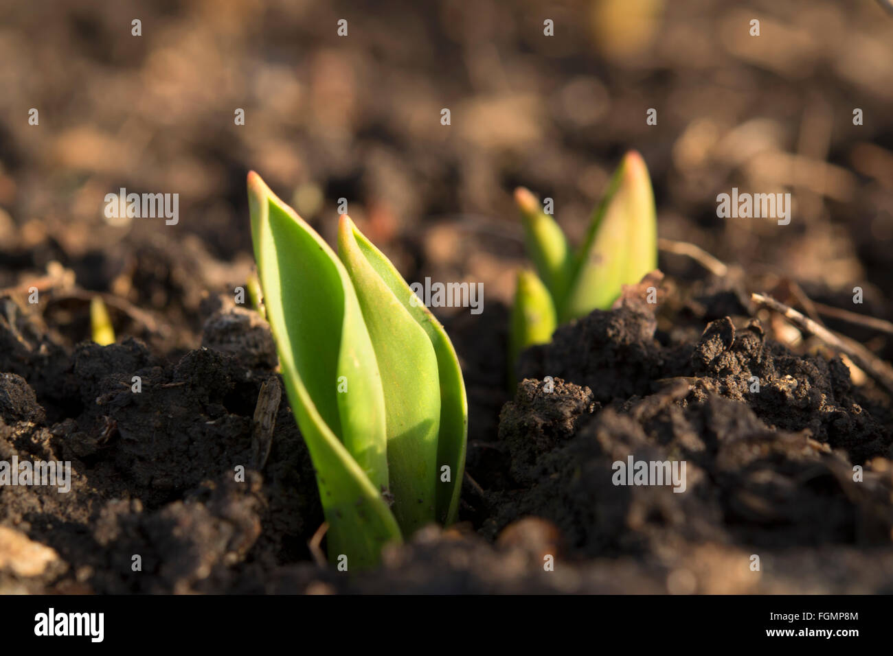 Tulip sprouting depuis le sol Banque D'Images