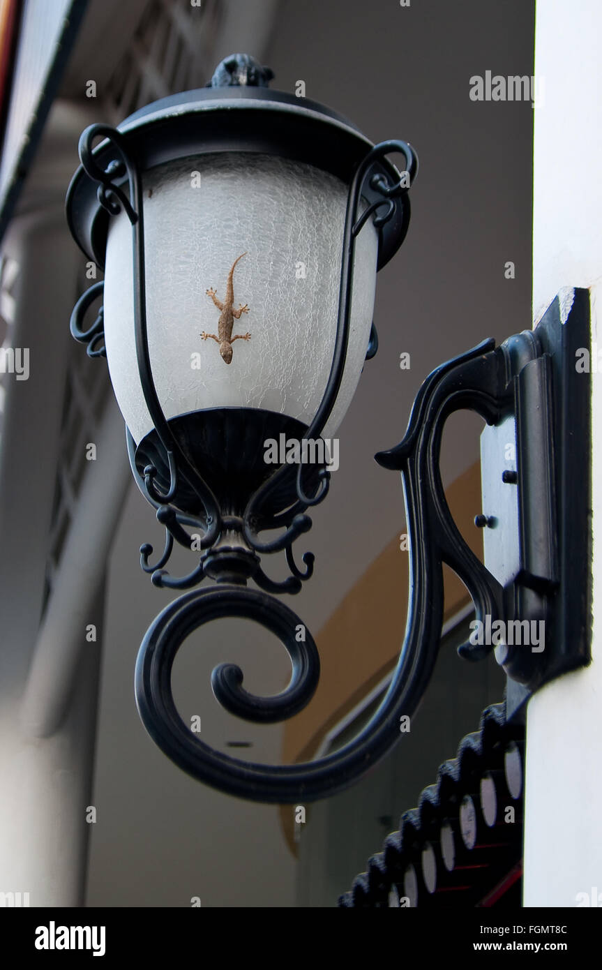 À queue plate Tropical House Gecko, Hemidactylus platyurus, sur verre blanc à décor de courbe noire metal sur mur blanc bui Banque D'Images