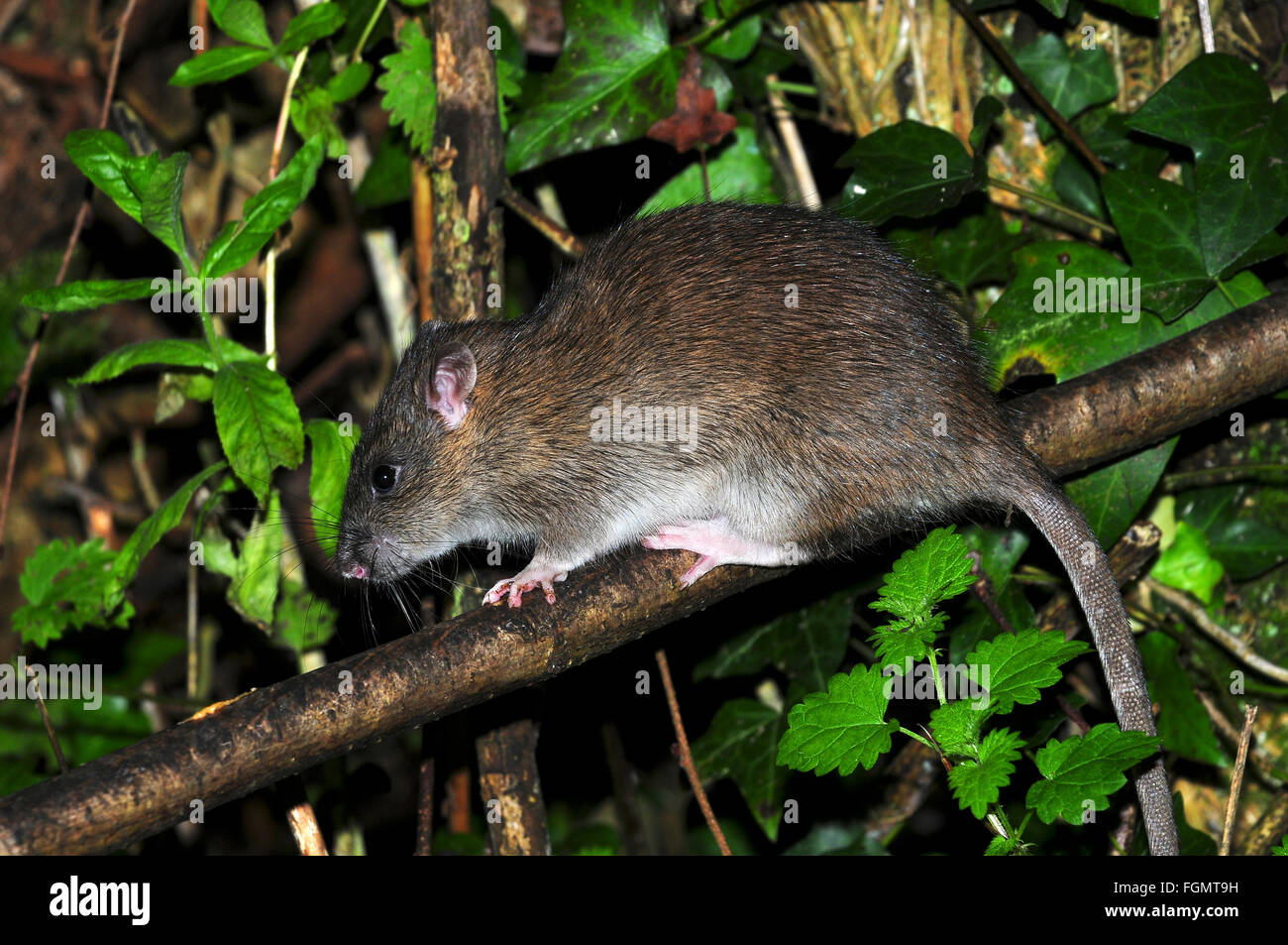 rat brun Banque D'Images