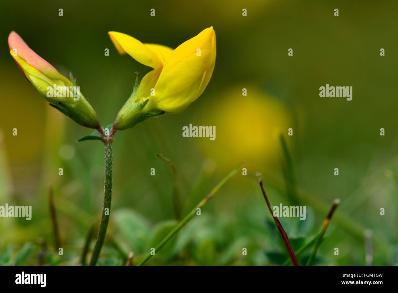 Politique Le lotier (Lotus corniculatus). Une croissance faible des plantes à fleurs jaunes de la famille des pois (Fabaceae) Banque D'Images