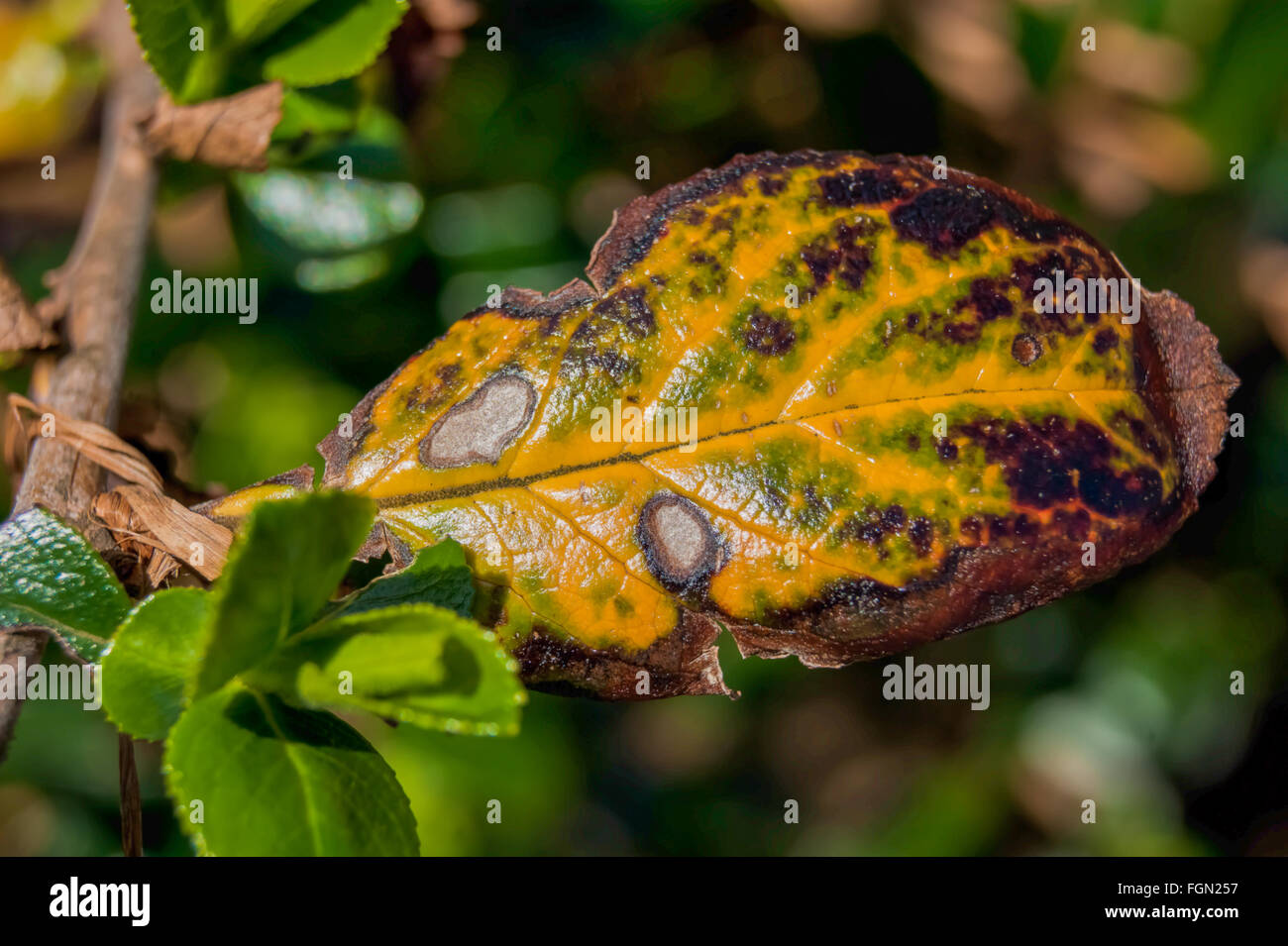 Feuilles en décomposition Banque D'Images