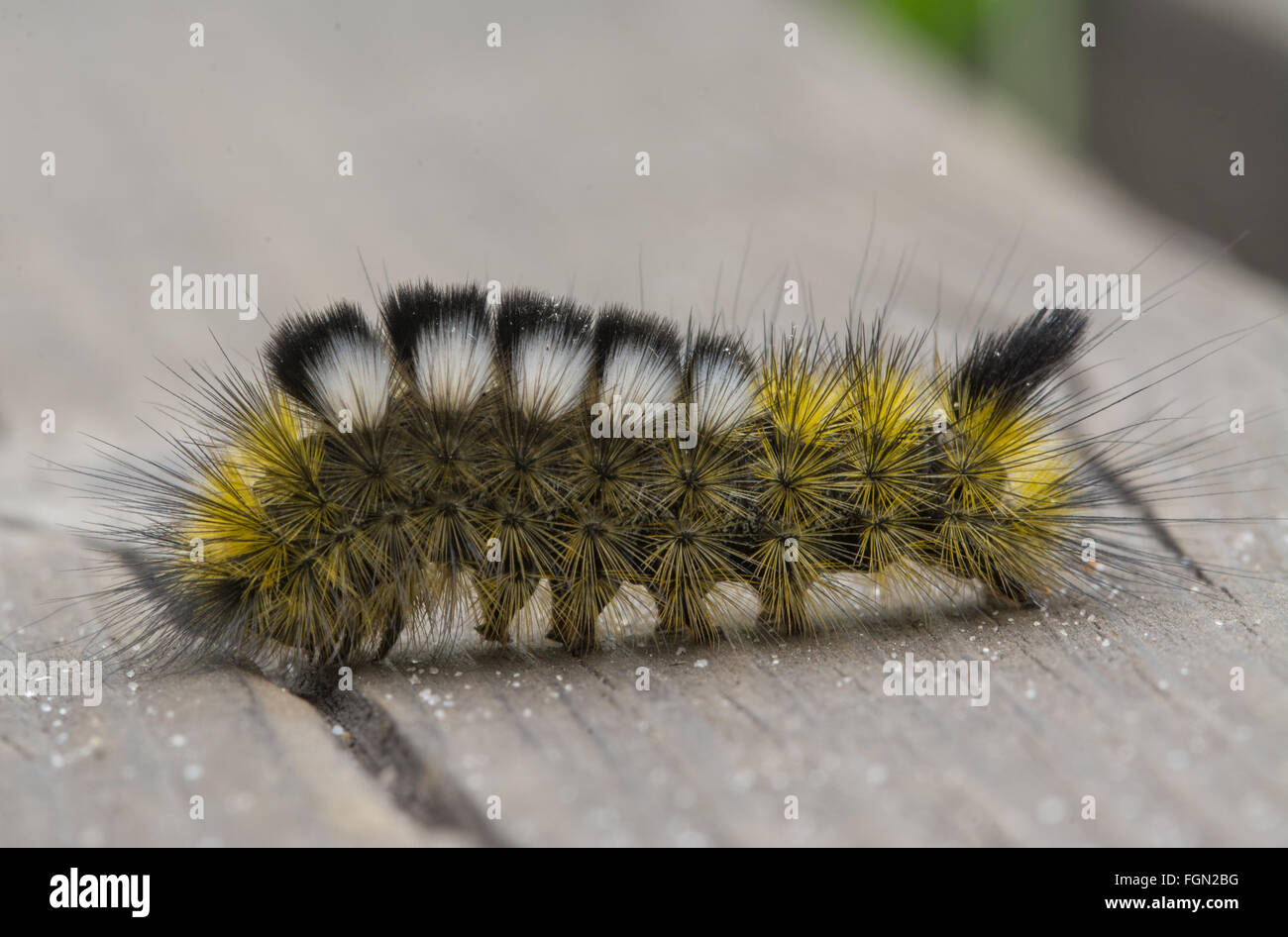 Chenille ou larve de la stopyette sombre (Dicallomera fascelina) à la réserve naturelle nationale Thurley Common, Surrey, Royaume-Uni Banque D'Images