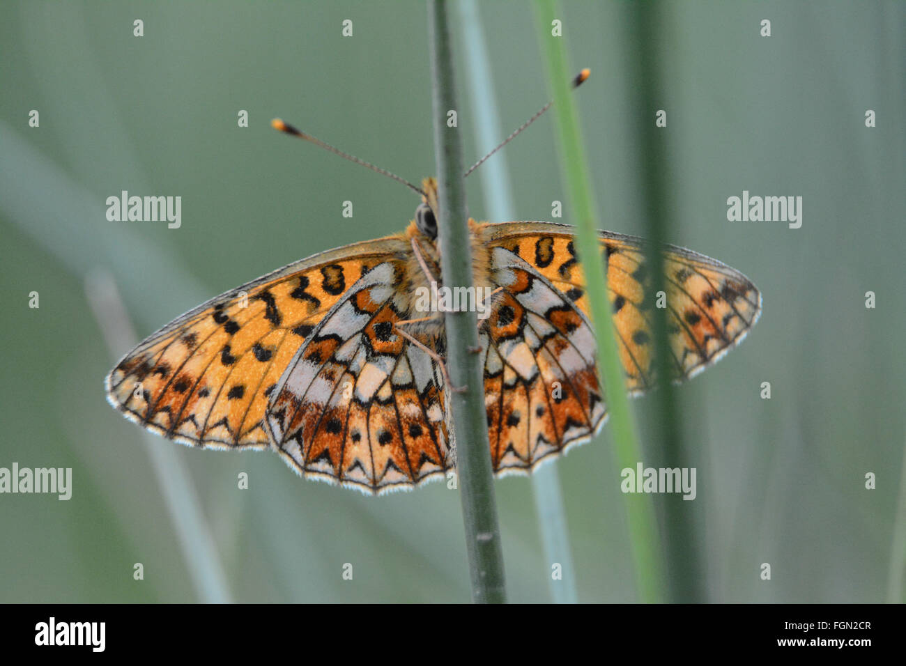 Petit papillon frilallaire bordé de perles (Boloria selene), Royaume-Uni Banque D'Images