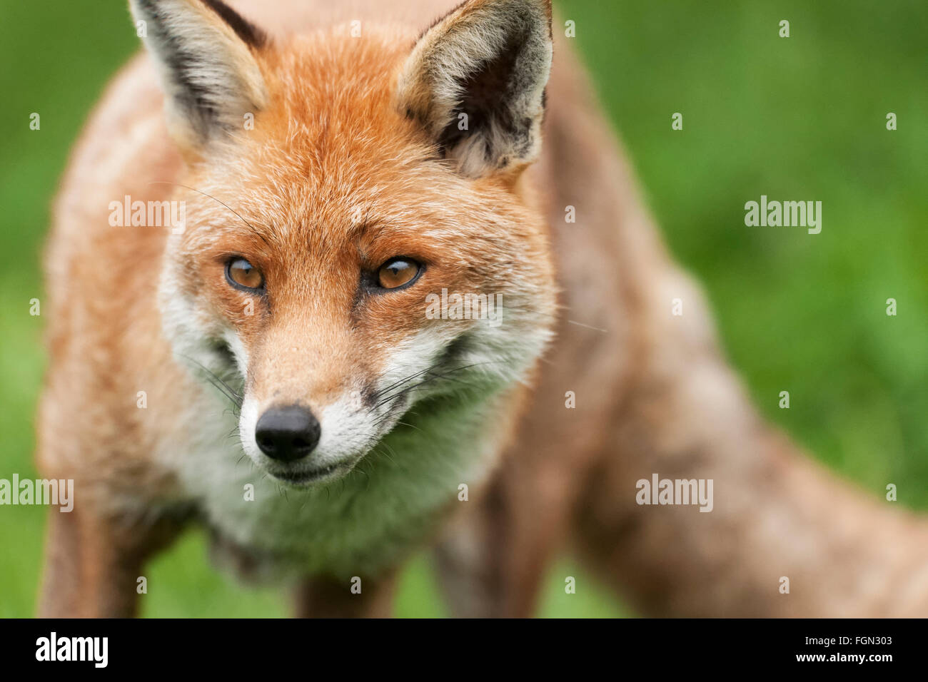Fox : aimé et haï au Royaume-Uni dans la mesure égale Banque D'Images