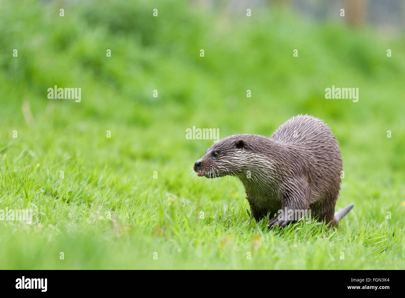 Portrait d'une loutre la loutre européenne. Statut de conservation quasi menacé Banque D'Images