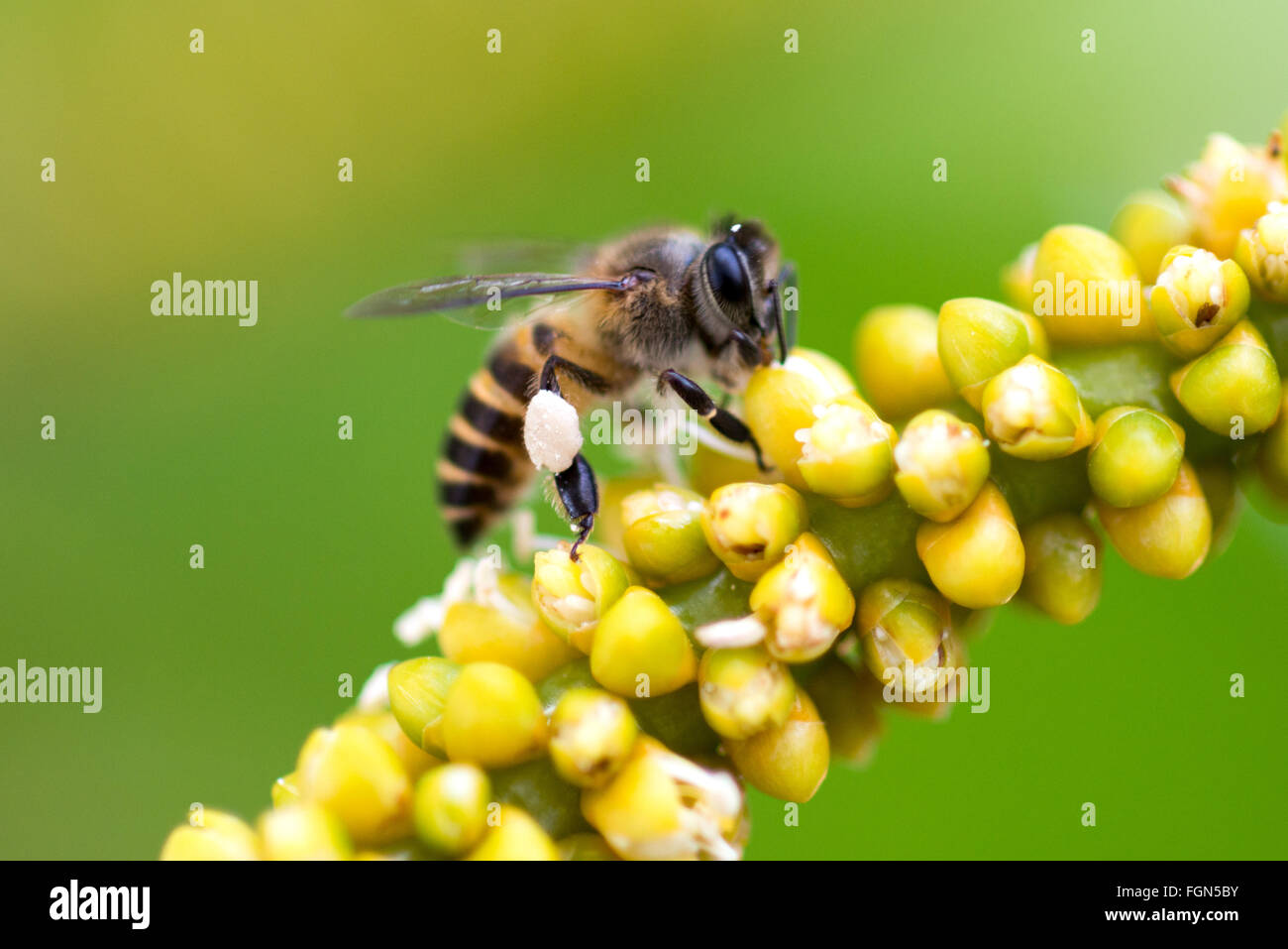 Abeille sur fleur dans le jardin Banque D'Images