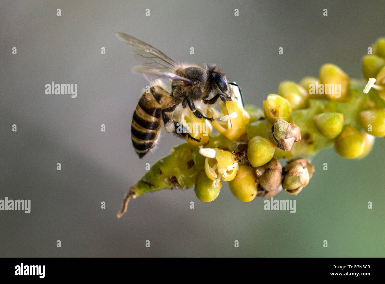 Abeille sur fleur dans le jardin Banque D'Images