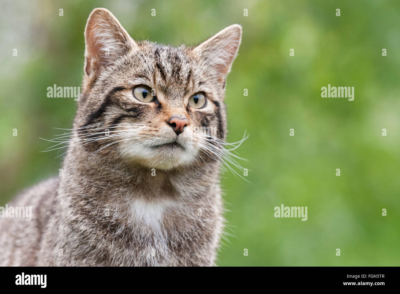 Scottish Wildcat wildcat la seule espèce indigène en Grande-Bretagne et, selon certains, plus en danger que le tigre de Sibérie Banque D'Images