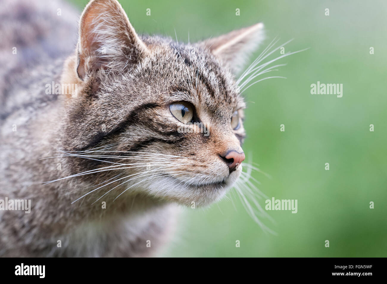 Scottish Wildcat wildcat la seule espèce indigène en Grande-Bretagne et, selon certains, plus en danger que le tigre de Sibérie Banque D'Images