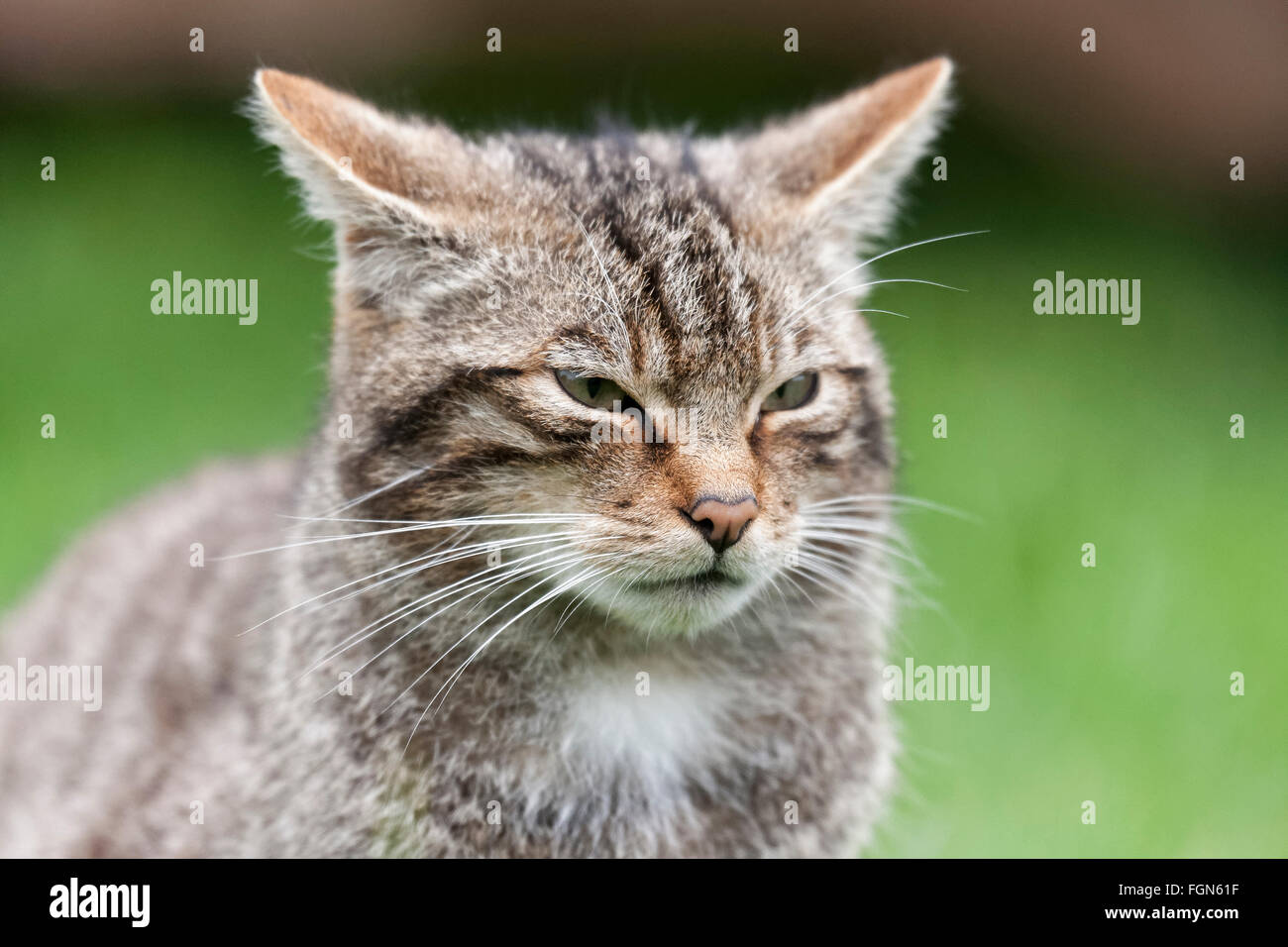 Scottish Wildcat wildcat la seule espèce indigène en Grande-Bretagne et, selon certains, plus en danger que le tigre de Sibérie Banque D'Images