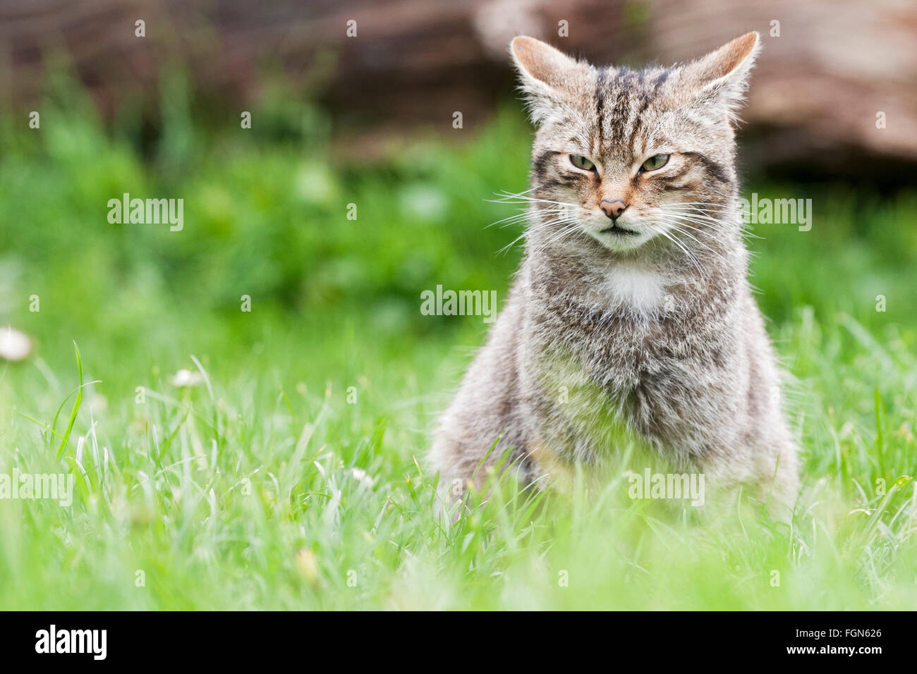 Scottish Wildcat wildcat la seule espèce indigène en Grande-Bretagne et, selon certains, plus en danger que le tigre de Sibérie Banque D'Images