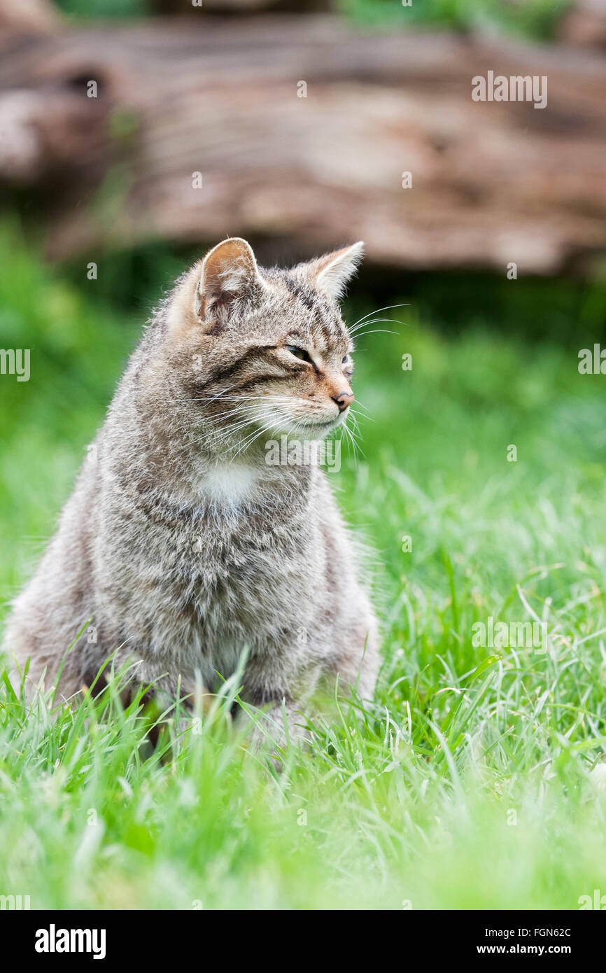 Scottish Wildcat wildcat la seule espèce indigène en Grande-Bretagne et, selon certains, plus en danger que le tigre de Sibérie Banque D'Images