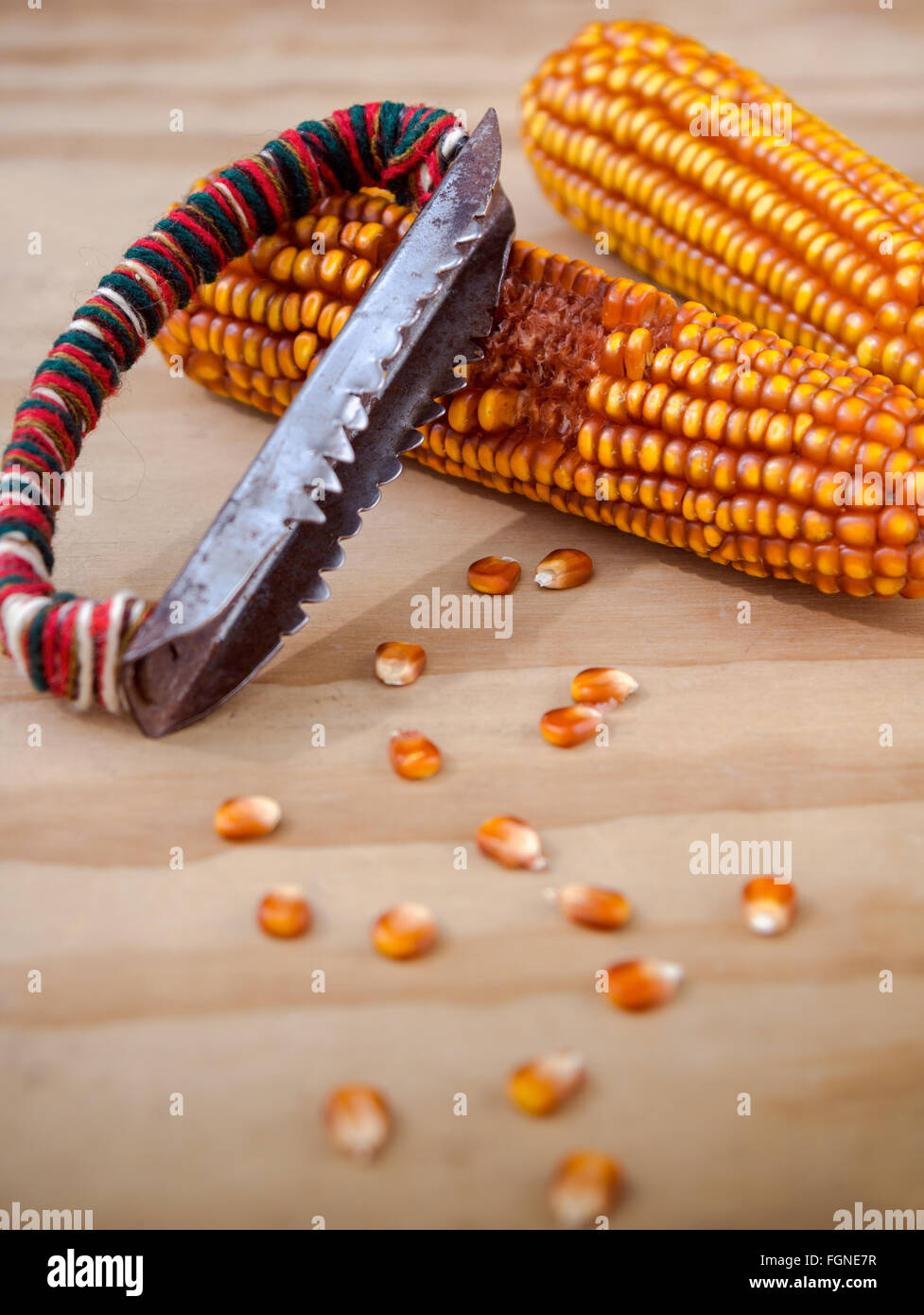 Épis de maïs avec le manuel d'outils à main pour nettoyer le maïs sur fond de bois Banque D'Images