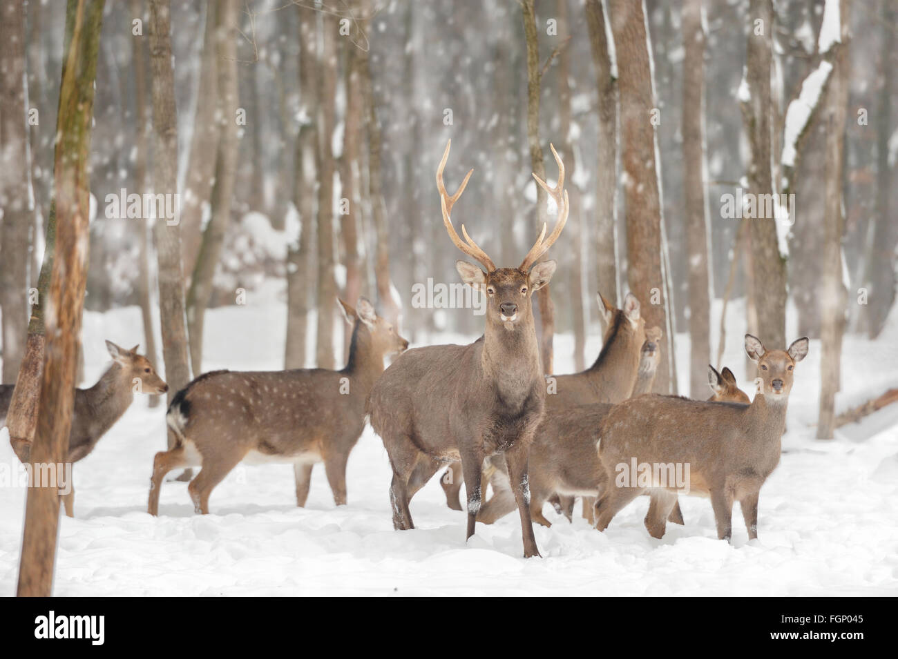 Jeune cerf en forêt d'hiver Banque D'Images