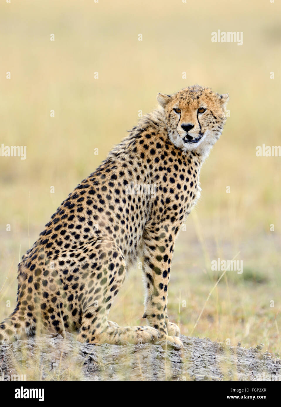 Guépard d'Afrique sauvage, animal mammifère magnifique. L'Afrique, Kenya Banque D'Images