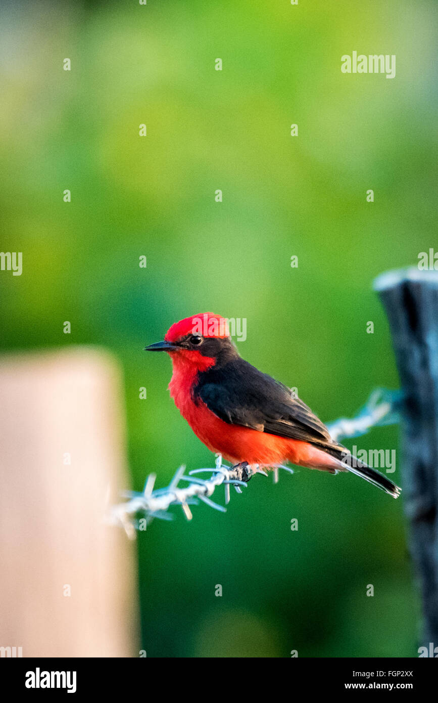 Le moucherolle vermillon (Pyrocephalus rubinus), Guyana, en Amérique du Sud Banque D'Images