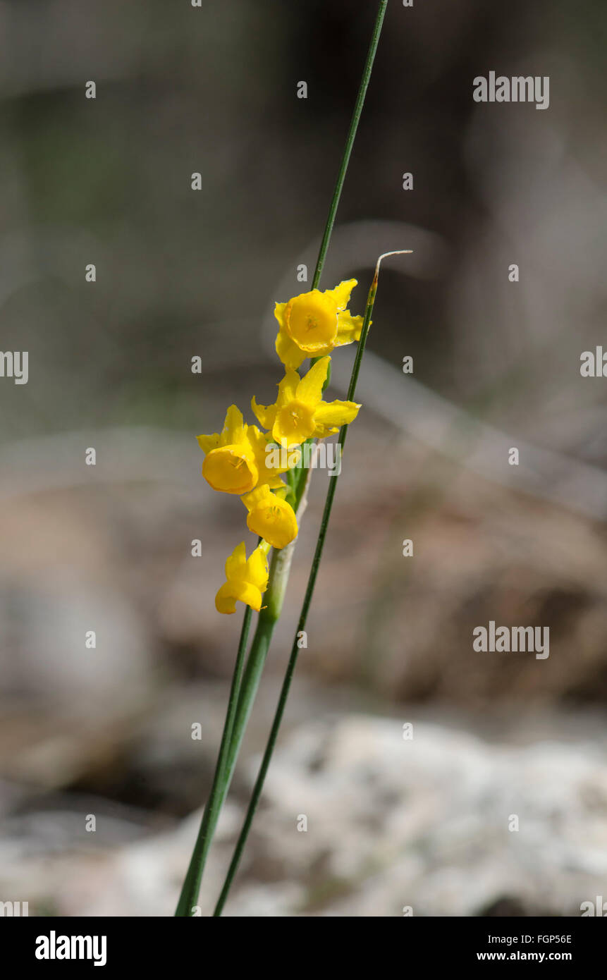 Narcisse gaditanus, Rush-feuille jonquil, espèce endémique à l'Andalousie, Malaga, Espagne, Europe. Banque D'Images