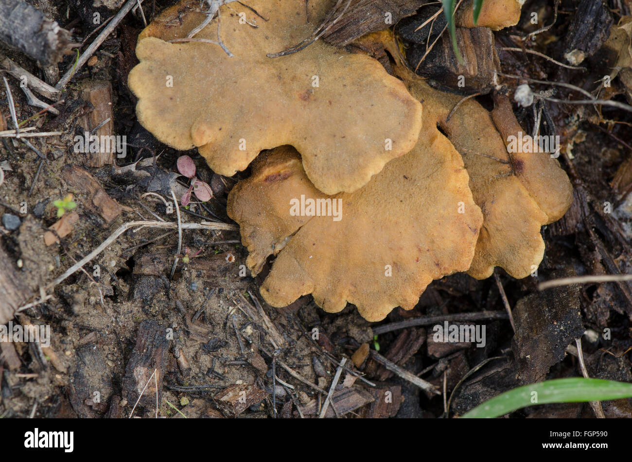 Pleurotes, Pleurotus ostreatus, sur l'écorce des arbres. L'Andalousie, espagne. Banque D'Images