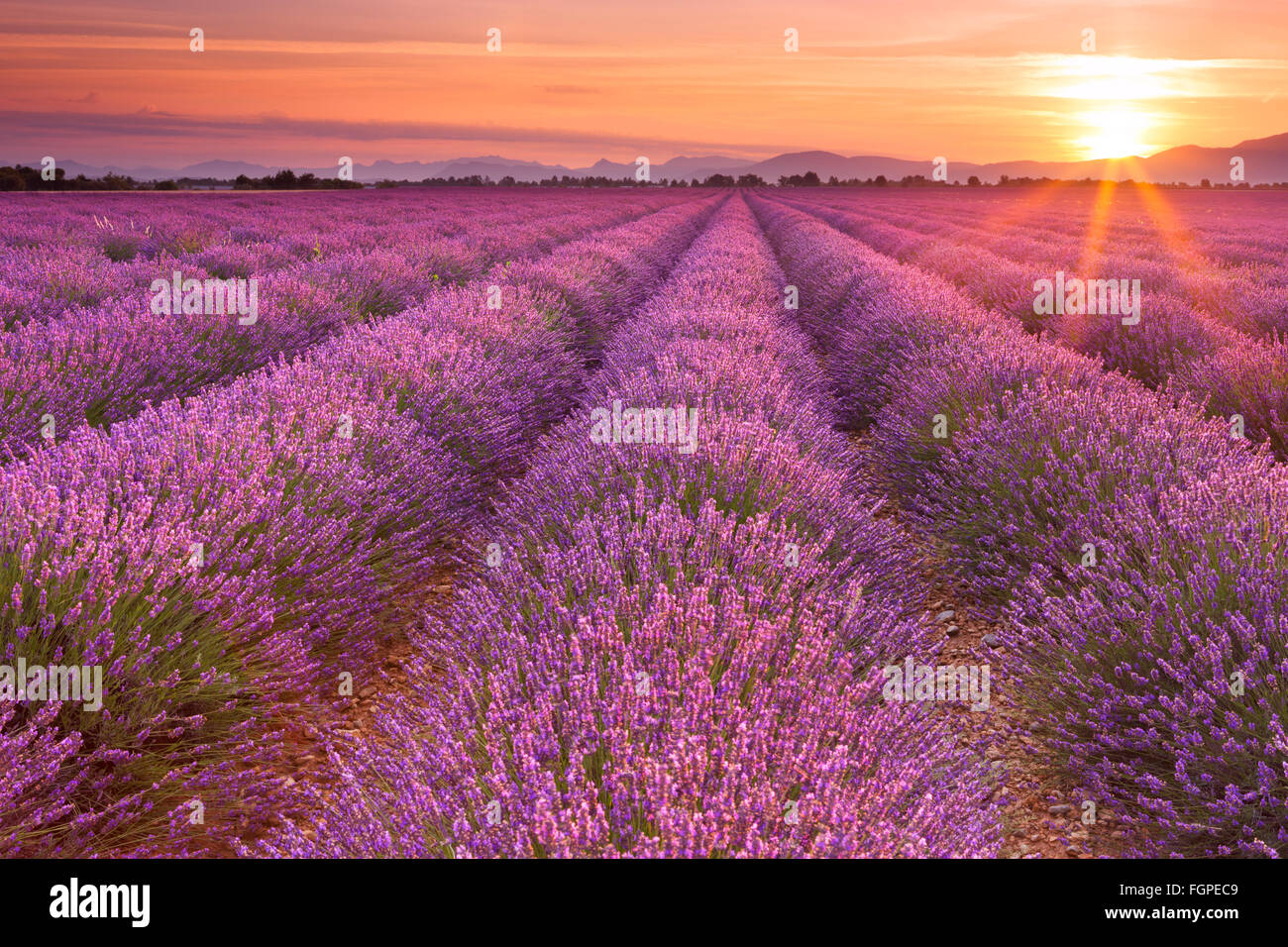 Lever de soleil sur les champs de lavande en fleurs sur le plateau de Valensole en Provence dans le sud de la France. Banque D'Images