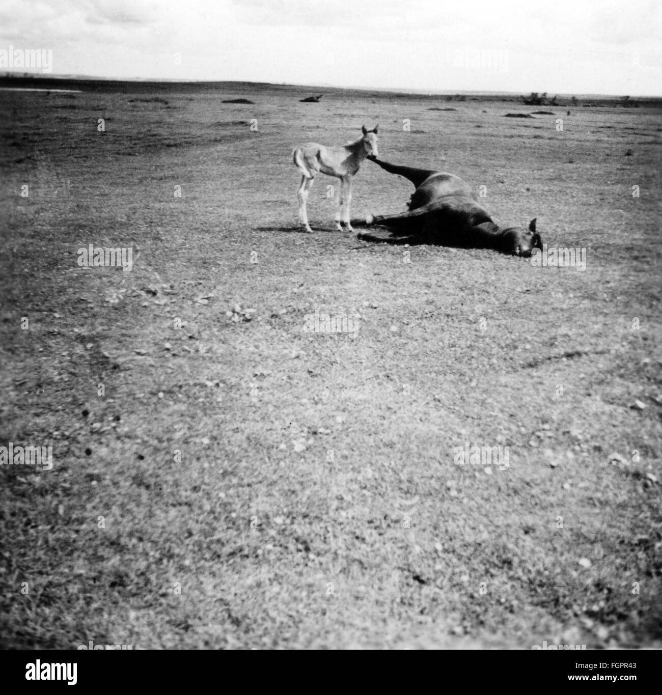 Deuxième Guerre mondiale / Seconde Guerre mondiale, Union soviétique, été 1941, foal à côté d'une carcasse de cheval, photo prise par un membre du Reichsarbeitsdienst allemand (Service du travail de Reich) déployé sur le front oriental, Ukraine, Groupe d'armée Sud, droits additionnels-Clearences-non disponible Banque D'Images
