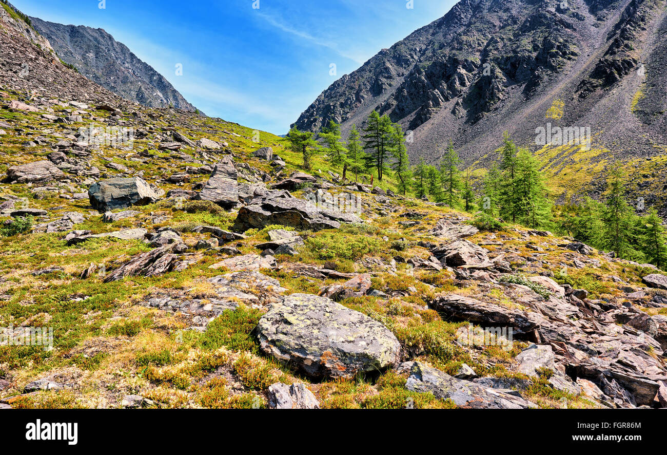 Plusieurs des mélèzes sur pente de toundra . La Sibérie orientale. Asie Banque D'Images