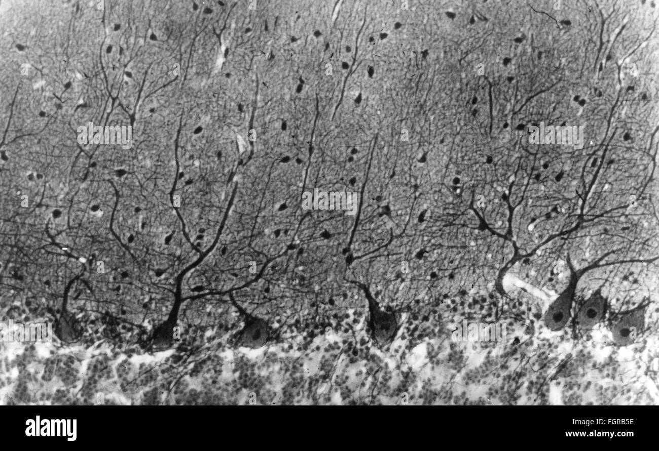 Médecine, anatomie, cerebrac / cranium, cortex du cervelet humain, cellules de Purkinje, photo du Dr Adelheid Winkelmann, 20e siècle, 20e siècle, microscopie, cellule nerveuse, cellules nerveuses, neurales, néritiques, voie nerveuse, voie nerveuse, voies nerveuses, voies nerveuses, voies nerveuses, voies nerveuses, voies cérébrales, cervelet, médecine, médicaments, cellules Purkinje-historiques, cellules de Purkinje-purinje-purinje-purinje-purinje-purinje-nites, cellules, cellules historiques, cellules de purinje- Banque D'Images