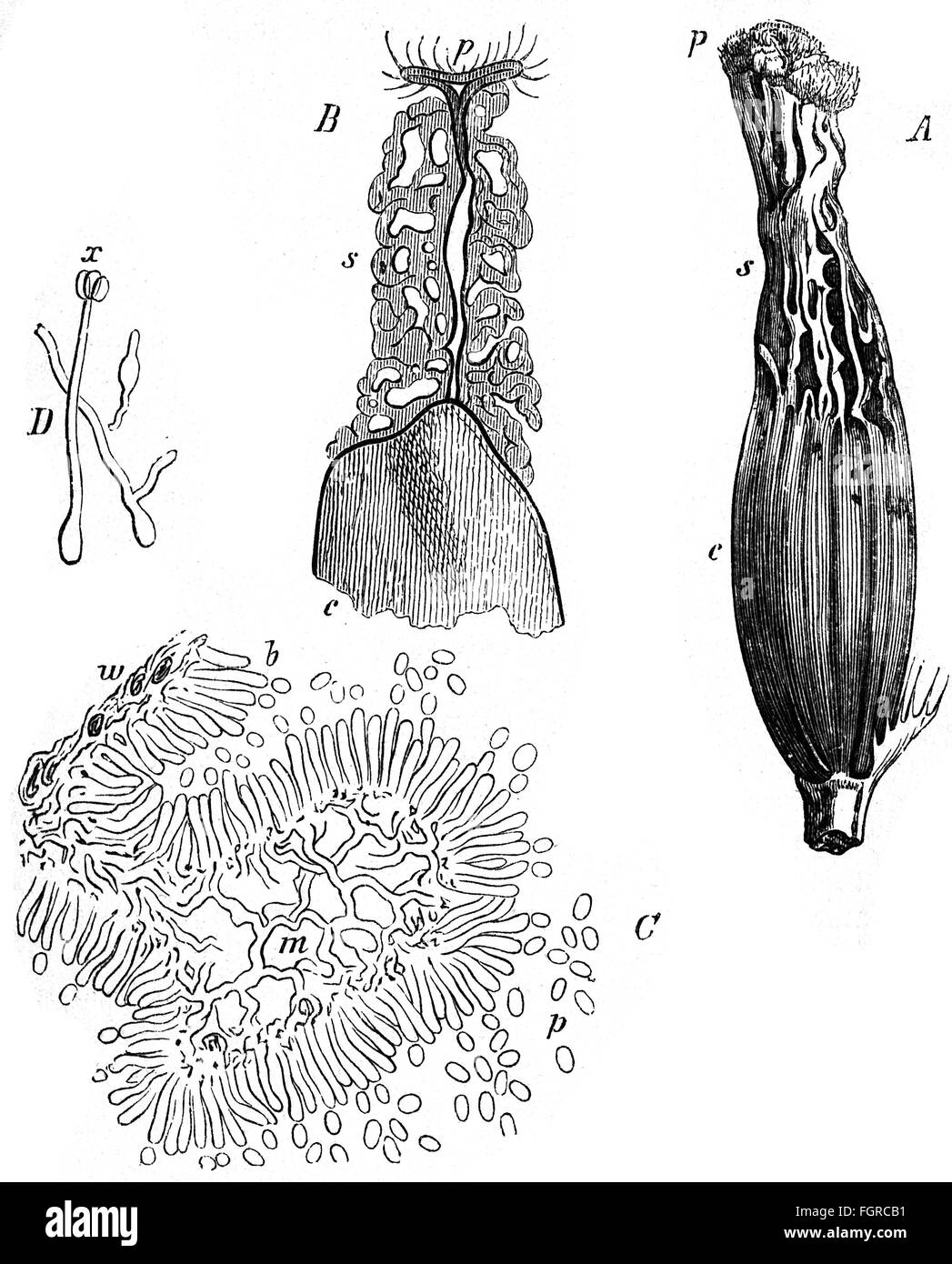 botanique, champignon, ergot (Claviceps purpurea), développement de l'ergot, gravure en bois, 19e siècle, 19e siècle, graphique, graphiques, claviceps purpurea, ergot, sclérote, médecine, médicaments, poison, poisons, substance toxique, substances toxiques, maladie, maladies, maladies, maladies, maladie, maladie, maladies, maladies, maladies, maladies, maladies, germes, agents pathogènes, pathogène, pathogène, pathogène, pathogène, pathogène, pathogène, pathogène, pathogène, pathogène, pathogène, pathogène, pathogène, pathogène, pathogène, pathogène, pathogène, pathogène, pathogène du feu, pathogène, pathogène, pathogène, pathogène, Champignons, historique, historique, mycologie, droits additionnels-Clearences-non disponible Banque D'Images botanique, champignon, ergot (Claviceps purpurea), développement de l'ergot, gravure en bois, 19e siècle, 19e siècle, graphique, graphiques, claviceps purpurea, ergot, sclérote, médecine, médicaments, poison, poisons, substance toxique, substances toxiques, maladie, maladies, maladies, maladies, maladie, maladie, maladies, maladies, maladies, maladies, maladies, germes, agents pathogènes, pathogène, pathogène, pathogène, pathogène, pathogène, pathogène, pathogène, pathogène, pathogène, pathogène, pathogène, pathogène, pathogène, pathogène, pathogène, pathogène, pathogène, pathogène du feu, pathogène, pathogène, pathogène, pathogène, Champignons, historique, historique, mycologie, droits additionnels-Clearences-non disponible Banque D'Images