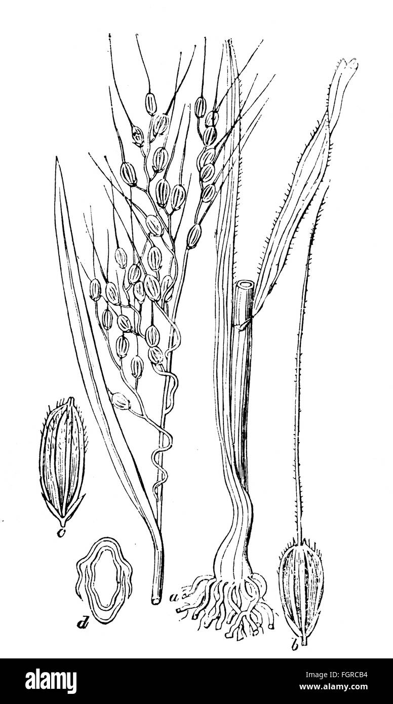 botanique, champignon, ergot (Claviceps purpurea), développement de l'ergot, dessin, graphique, graphique, claviceps purpurea, ergot, sclérote, médecine, médicaments, poison, poisons, substance toxique, substances toxiques, maladie, maladies, maladie, maladies, maladies, pathogène, germe pathogène, agent pathogène, sclérotique, bactéries pathogènes, champignons pathogènes, mycètes, agents pathogènes, mycètes, champignons pathogènes, mycète, mycète, mycète, pathogènes, mycète, mycète, pathogènes, mycète historique, mycète, mycète, myc Droits supplémentaires-Clearences-non disponible Banque D'Images botanique, champignon, ergot (Claviceps purpurea), développement de l'ergot, dessin, graphique, graphique, claviceps purpurea, ergot, sclérote, médecine, médicaments, poison, poisons, substance toxique, substances toxiques, maladie, maladies, maladie, maladies, maladies, pathogène, germe pathogène, agent pathogène, sclérotique, bactéries pathogènes, champignons pathogènes, mycètes, agents pathogènes, mycètes, champignons pathogènes, mycète, mycète, mycète, pathogènes, mycète, mycète, pathogènes, mycète historique, mycète, mycète, myc Droits supplémentaires-Clearences-non disponible Banque D'Images