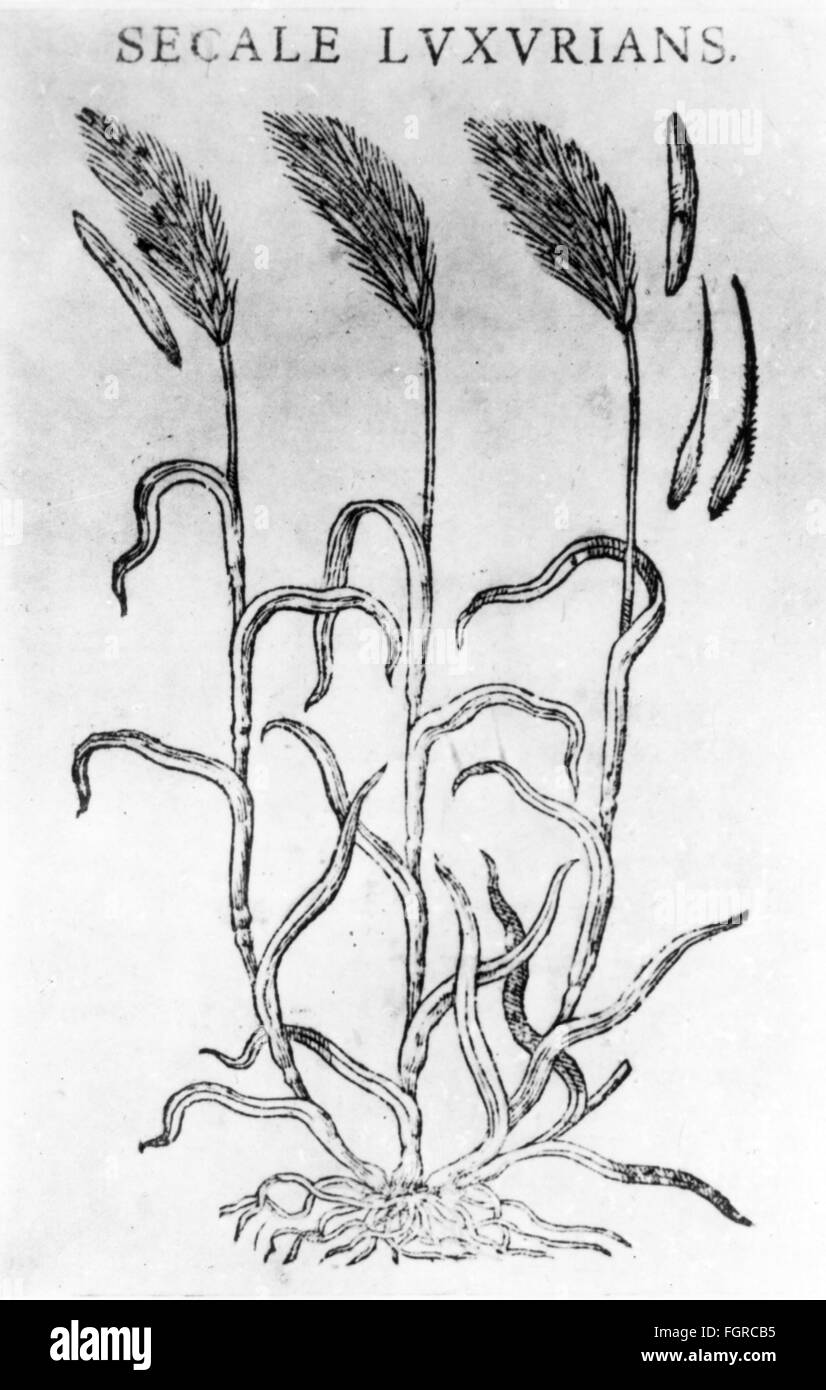 botanique, champignon, ergot (Claviceps purpurea), première représentation, de: Caspar Bauhin (1560 - 1624), 'Theatri botanici liber unicus', éditeur: Johann Caspar Bauhin, Bâle, 1658, droits additionnels-Clearences-non disponible Banque D'Images botanique, champignon, ergot (Claviceps purpurea), première représentation, de: Caspar Bauhin (1560 - 1624), 'Theatri botanici liber unicus', éditeur: Johann Caspar Bauhin, Bâle, 1658, droits additionnels-Clearences-non disponible Banque D'Images