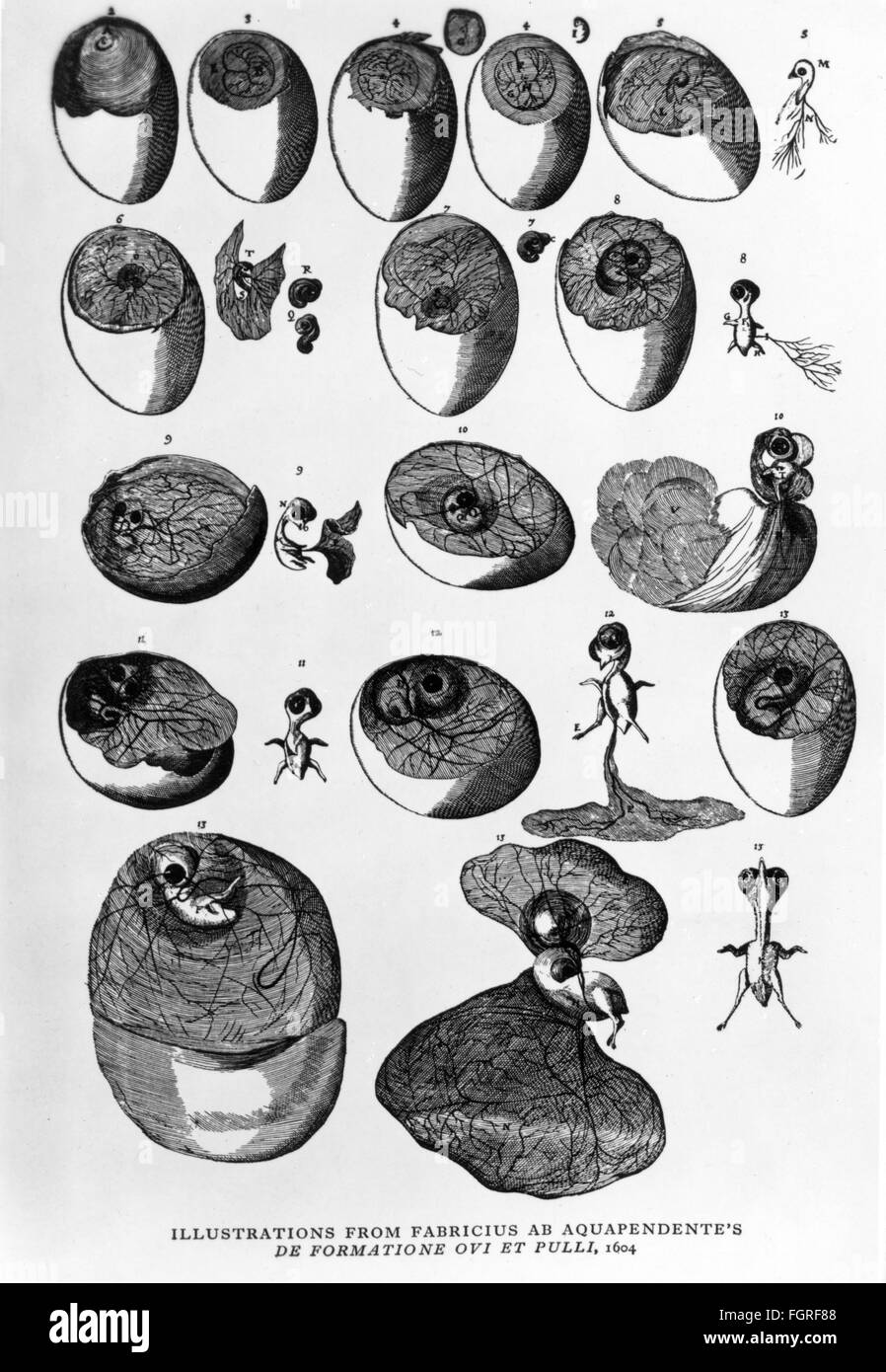 Médecine, laboratoire, développement d'oeuf et embryon d'un oiseau, dessin, de: Girolamo Fabrizio (vers 1533 - 1619), 'de formatione ovi et pulli', 1604, droits additionnels-Clearences-non disponible Banque D'Images