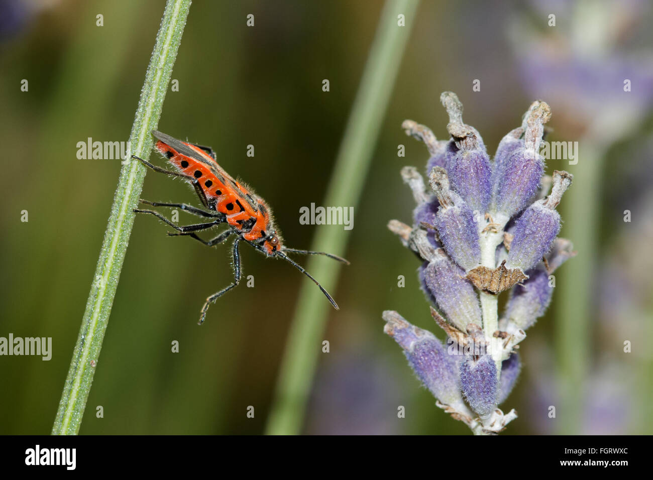 Corizus hyoscyami cannelle (Bug) s'étendant à travers à une tige de lavande. Banque D'Images