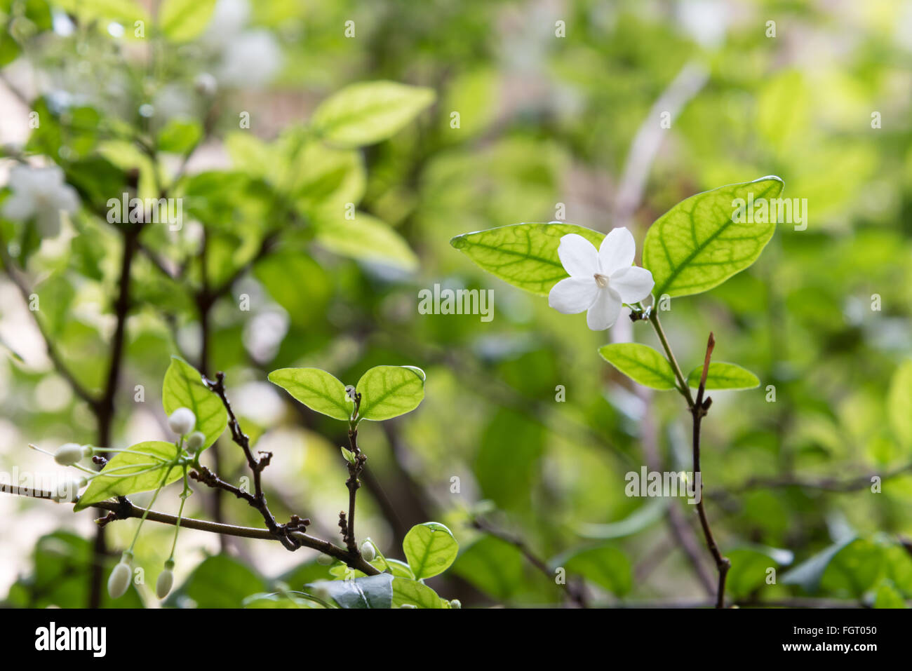 Jessamine Orang fleur dans jardin Banque D'Images