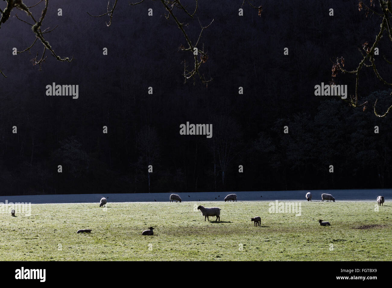 Moutons en matin givre,Agriculture, paysage, scène rurale, le bétail, les pâturages, les Scenic, moutons en matin de printemps, l'agnelage,gel Banque D'Images