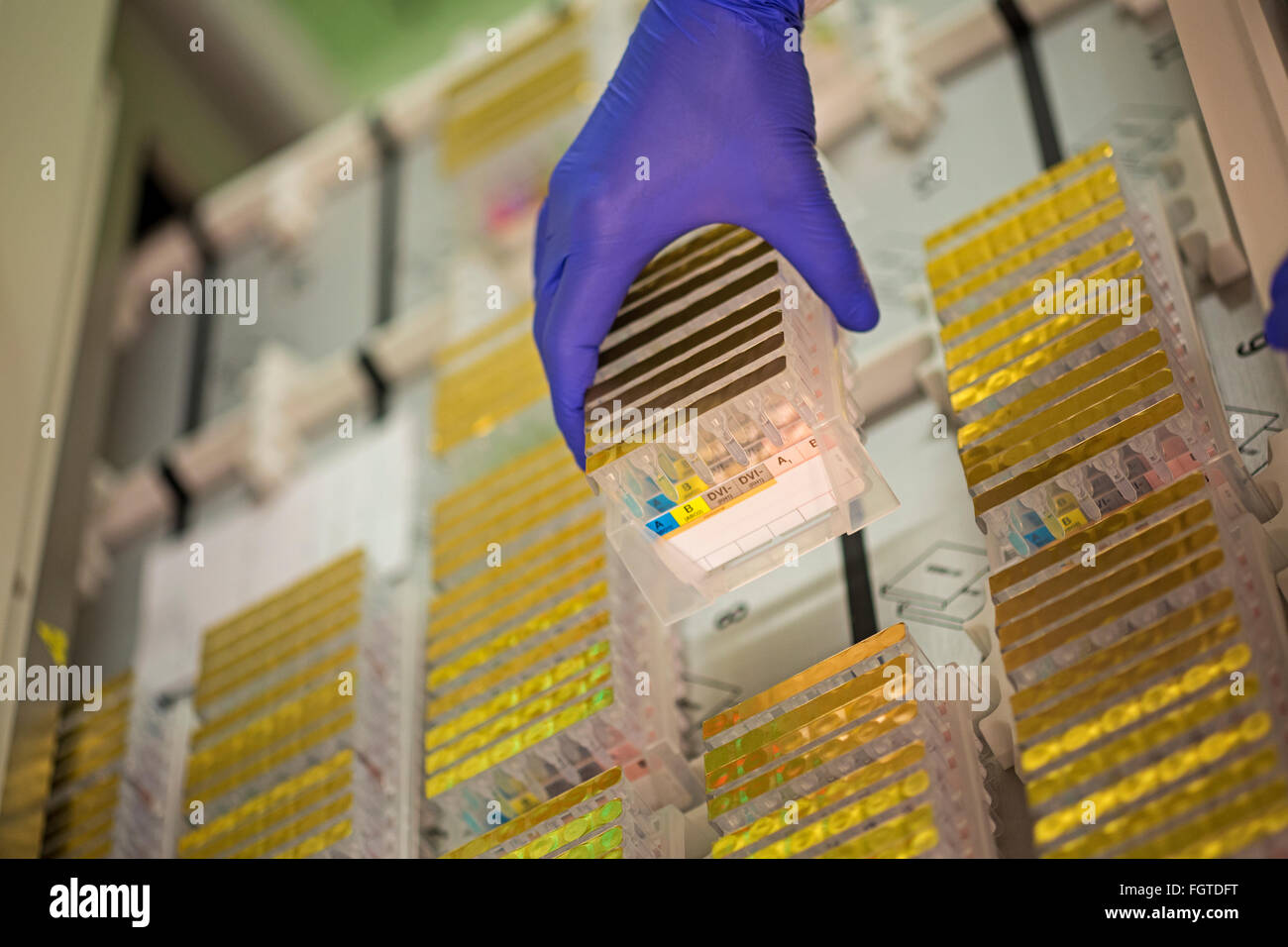 Cartes de gel dans la banque de sang d'un laboratoire de pathologie à l'hôpital. Banque D'Images