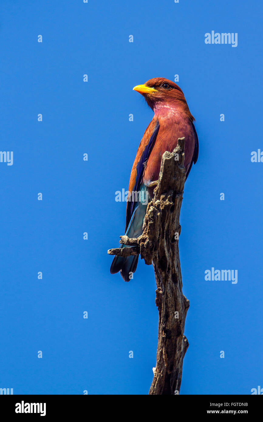 Large-billed roller isolés dans Ciel bleu Espèce Eurystomus glaucurus famiy de Coraciidae Banque D'Images