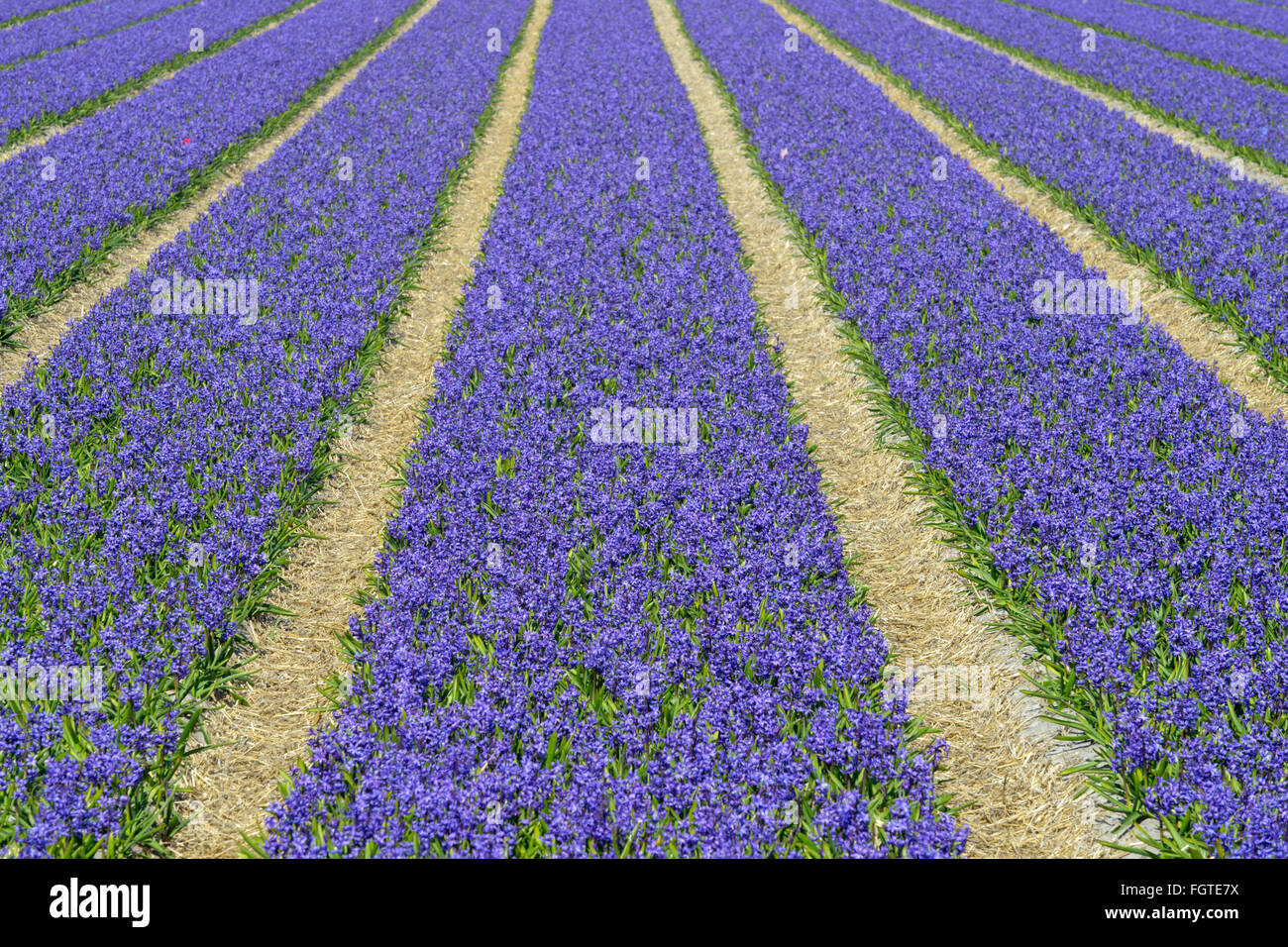 Terrain agricole de fleurs de jacinthe, Pays-Bas, Holland Banque D'Images