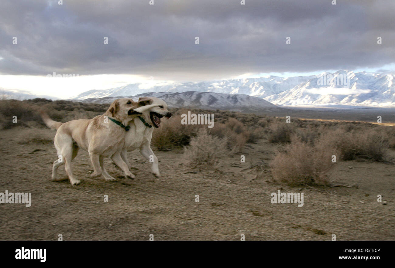 22 févr. 2016 - Lone Pine, Californie, États-Unis - Le labrador retriever est America's most popular race de chien pour la 25e année consécutive, l'American Kennel Club a annoncé lundi. 2008 fichier jouant Scout sur les colliers à Teddy's bajoues qu'ils courent le long de la rivière Owens dans la partie Est de la Sierra. Photographe, Jebb, Harris a été vivant avec les Labradors depuis plus de 25 ans. (Crédit Image : © Jebb Harris via Zuma sur le fil) Banque D'Images